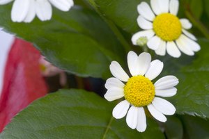 La gente ha confiado en el té de manzanilla medicinal desde hace miles de años.