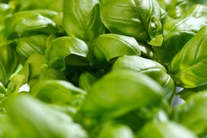 La albahaca es una hierba aromática utilizada en la cocina y por su alto contenido nutricional.