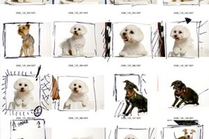 Los nombres de archivo ayudan a identificar las fotografías rápidamente.