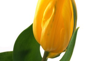 La cúrcuma es un remedio para el dolor causado por la inflamación.