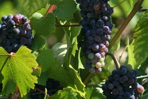 Las personas que quieren aumentar sus niveles de testosterona deberían incrementar su consumo de frutas secas.