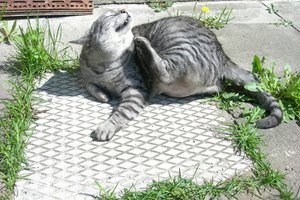 La alergia en la piel de los gatos les produce una gran picazón.