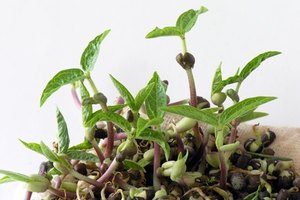 Los brotes de fríjoles mungo normalmente son usados para ensaladas, sándwiches y envoltorios.
