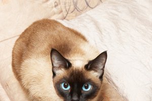 Los gatos siameses infelices pueden arrancarse el pelaje.