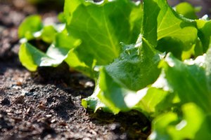 Los vegetales crecen bien en suelo fértil o en camas elevadas.