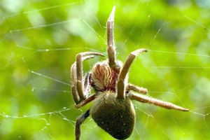 Araña lobo.