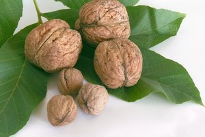 La fibra y los nutrientes de las nueces pueden ayudarte con un programa de pérdida de peso.