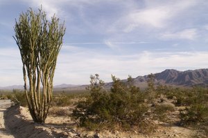 La jojoba es un arbusto de zonas desérticas, efectivo para tratar eczemas, psoriasis y piel seca.