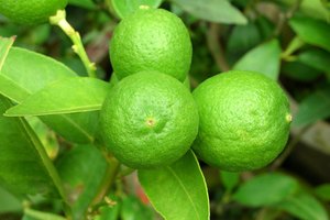 Tomar jugo de limón te mantendrá sano.