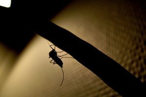 Clavo de olor, pachul y varios otros aceites esenciales pueden alejar los insectos que pican.