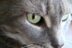 Gato sano.