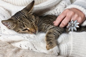 Acicala tu gato en un ambiente calmo.