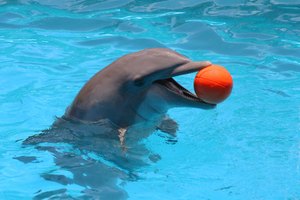 El orificio nasal es lo que usan los delfines para respirar cuando llegan a la superficie del agua.