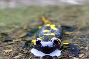 Salamandras.