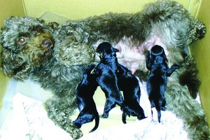 Cachorros de perros lactantes.