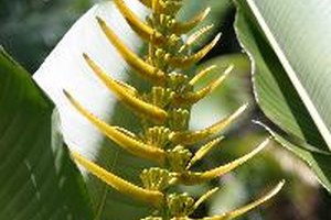 El jengibre, originario del sudeste asiático, proviene de la planta zingiber officinale.