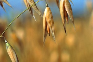 Si tienes alergia al trigo, recuerda leer todas las etiquetas para verificar si tienen trigo o gluten.
