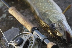 El lucio es uno de los mayores peces de pesca deportiva de Michigan.