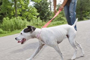 Las cuerdas de escalada hacen fuertes correas, para perros enérgicos.