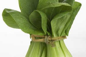 El repollo chino es un vegetal crucífero.