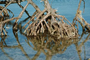 Las raíces absorben el agua del suelo circundante por ósmosis.
