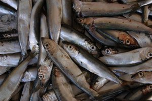 Las anchoas son ricas en purinas.