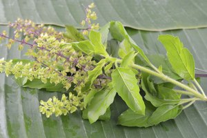 El tulsi es abundante en aceites esenciales y antioxidantes, que son muy efectivos para reducir los efectos del estrés en el cuerpo.