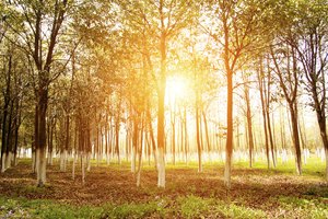La vitamina D se crea en el cuerpo cuando la luz del sol llega a la piel.