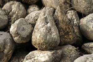 Pila de remolacha azucarera.