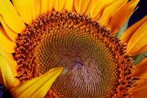 Las semillas de girasol también contienen cantidades significativas de cobre, zinc, hierro y fibra.