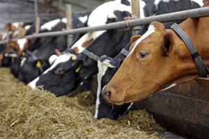 La carne es el segmento más grande de la agricultura estadounidense.