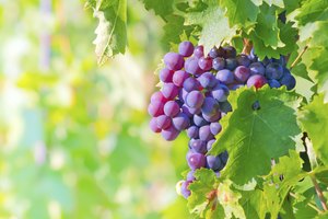 Uvas en la parra.
