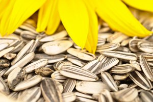 Las semillas de girasol son una buena fuente de vitamina E.