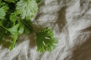 Un cuarto de taza de cilantro proporciona un 1% del requisito diario de este mineral.