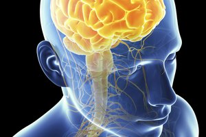La dopamina es un neurotransmisor muy importante que se encuentra en el cerebro y afecta el sistema nervioso central.
