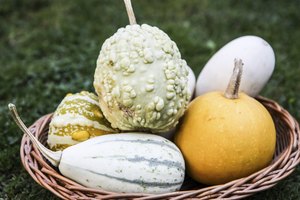 La calabaza se considera un vegetal con almidón.