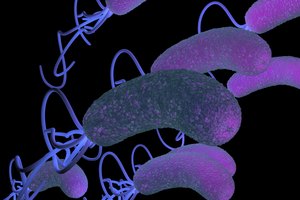 Ilustración de H. Pylori.