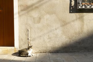 La luz del sol puede hacer que la nariz del gato se seque.