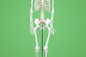 Middle School Skeletal System Activities | Synonym