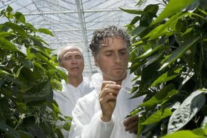 Jupiterimages/Creatas/Getty Images Agricultural engineers apply biological science and engineering principles to improve food production.