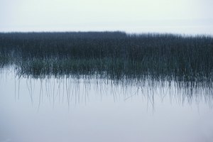 Pescar en la maleza en busca de robalos grandes funciona tanto de día como de noche.