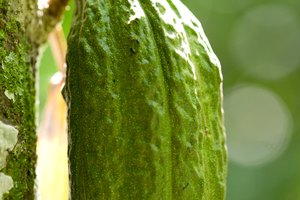 Una vaina de cacao del árbol theobroma.