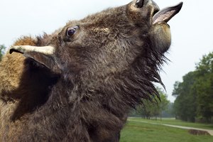 La lengua de vaca sin duda tiene un sabor diferente a cualquier otro tipo de carne.