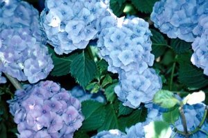 Jupiterimages/Photos.com/Getty Images Offering someone hydrangeas works as a nonverbal means of making amends, as some hold that the flowers symbolize apology