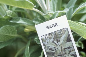 La salvia común tiene un sabor almizclado, mientras que el de la salvia roja es frutal.