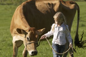 Proteínas de suero fabricadas de la leche de vaca.