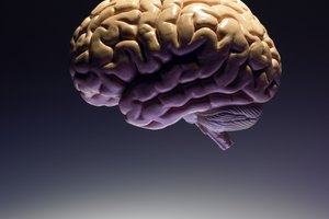 El cerebro se asegura que el corazón otorgue la cantidad de oxígeno requerida por tus músculos.