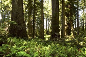 Crea la ilusión de un bosque para imitar una escena de campamento.
