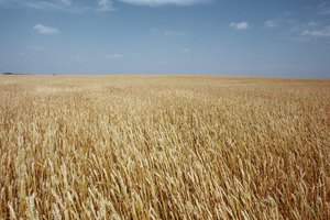 El trigo entero contiene más fibra y contenido nutricional que el trigo procesado.