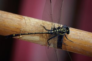 Los dispositivos difusores personales que contienen metoflutrina o una mezcla de aceite de canela, aceite de geranio, eucalipto y aceite de menta pueden ser una defensa eficaz contra los ataques de los mosquitos.